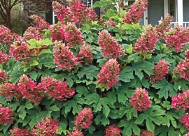 ruby slippers reblooming hydrangea81838_1